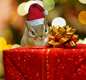 Cute Chipmunk as Santa gifts. See everything with this theme...