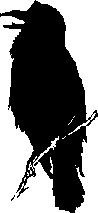 Raven