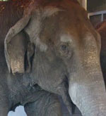 Shop Go Elly for elephant friendly domains and hosting.