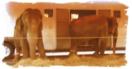 Tina, Jewel and Queenie need your help. Will you speak out for their welfare?