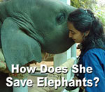 Who is Soraida Salwala and why did she start and elephant hospital?