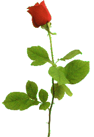 A Red Rose